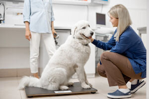 Veterinärwaagen